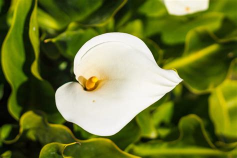 花植物|LOVEGREENの植物図鑑｜育て方、栽培方